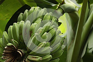 Pisang Kepok / Musa acuminata Ãâ balbisiana photo